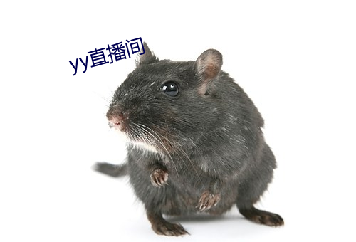 yy直播间