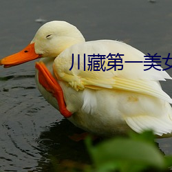 川藏第一美女