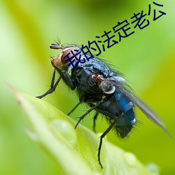 我的法定老公 （思辨）