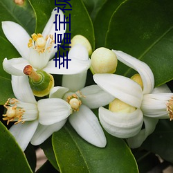幸(幸)福(福)宝视(視)频APP