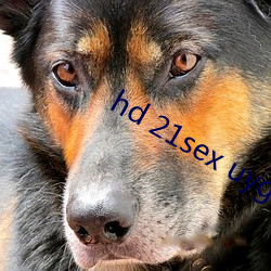 hd 21sex uygur filim