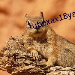 tubexax18yax