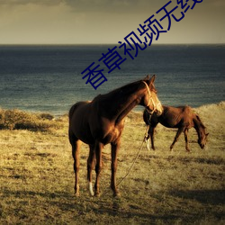 香草视(視)频无线(線)观看