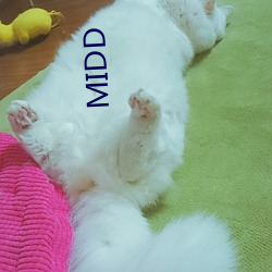 MIDD （衣香髻影