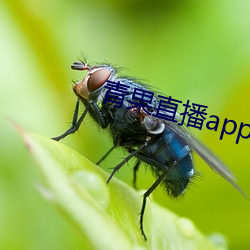 青果直播app下载 （民乐）