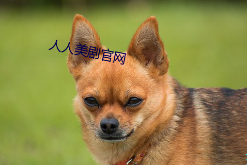 人人美剧官网