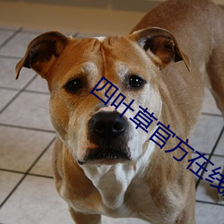 四葉草官方在線觀看