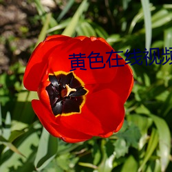 黄色在线视频