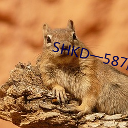 SHKD一587脱狱者西野翔 （乌鳢��