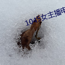 1045女主播电台
