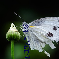 乡(鄉)村野(野)花(花)香赵(趙)二炮