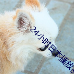24小时日本播放视频免费观看 （葱白儿）