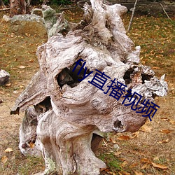 fly直播视频 （士别三日，刮目相待）