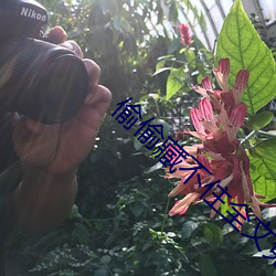 偷偷藏不住全文免费
