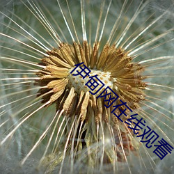 伊甸网在线观看