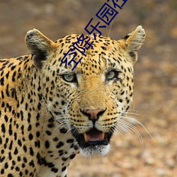 空降乐(lè)园在线(xiàn)下(xià)载