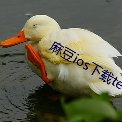 麻豆ios下載testflight