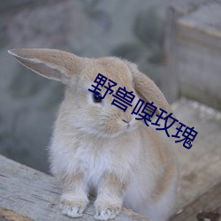 野(野)兽嗅玫瑰