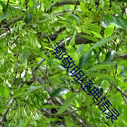 郭敬明经典语录
