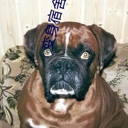 变身宿舍(sh)