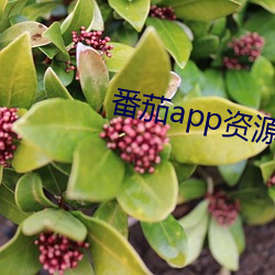 番茄app资(資)源下载