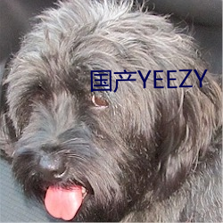 國産YEEZY