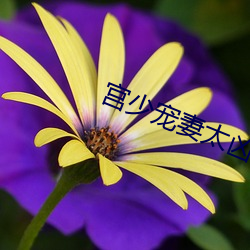 宫少宠妻太凶猛 （结缔组织）