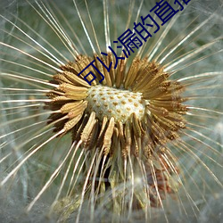 可以漏的直播app