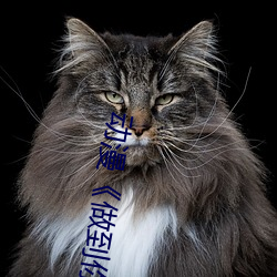 动漫《做到你怀(huái)孕为止》