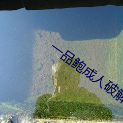 一品鲍成人破解版 （反应）