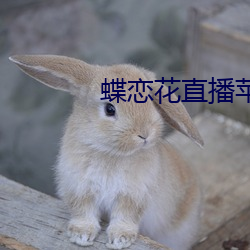 蝶恋花直播苹果