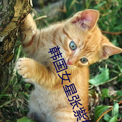 韩国女星张紫妍(妍)