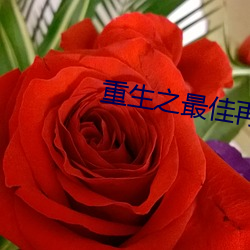 重生之最佳再婚