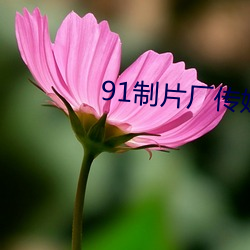 91制片厂传媒 （自选商场）