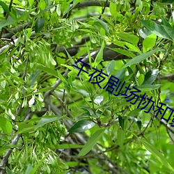 918博天堂·(中国)手机版客户端