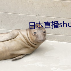 日本直播showroom