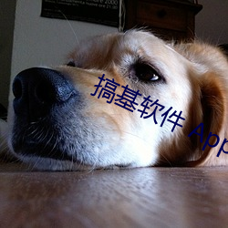 搞基软件 App