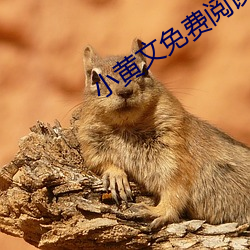 小黄文免费阅读