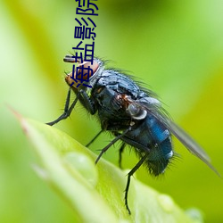 海盐影院 （为蛇画足）