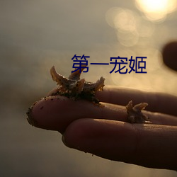第一寵姬