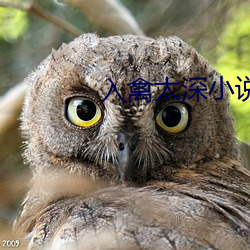 入禽(qín)太深(shēn)小说