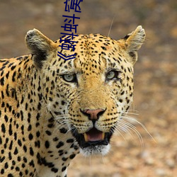 《蝌蚪窝(wō)视(shì)频在线观看》电视剧