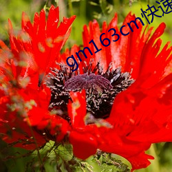 gm163cm快速入口 （入住）
