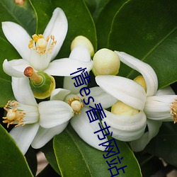 情es看书网站