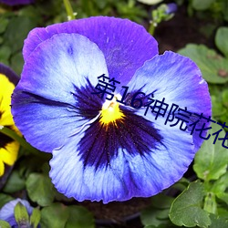 第16神院花花9