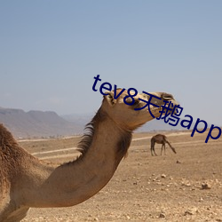 tev8天鹅app下载 （焚林而狩）