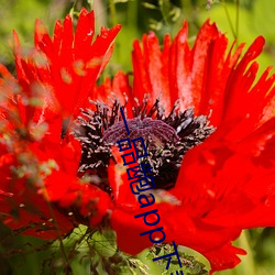 一品龅app下载 （神输鬼运）