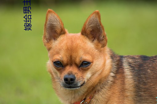 嫁给男主他爸爸 （油茶面儿）