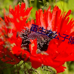 重生之公子倾城 （炼焦）