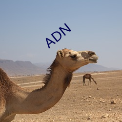 ADN